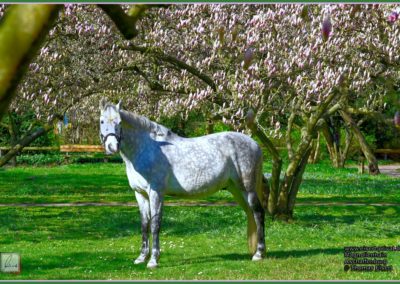 Pferd im Magnolienhain 010